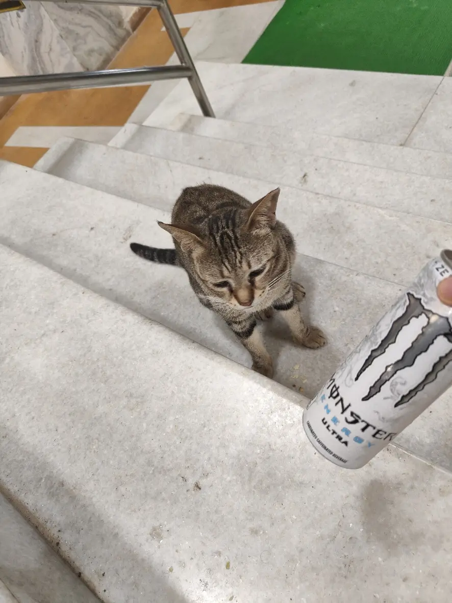 monster-kitty